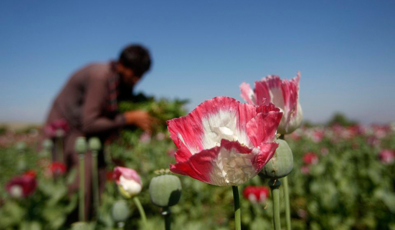 A poppy field in Jalalabad province